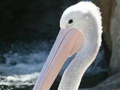 关于集结日新奥尔良鹈鹕调整名单以备社区盾，外线爆发环节打磨，管理层满意，临场指挥获称赞的信息-开云官网